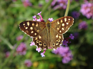 Naklejka premium Speckled wood butterfly (Pararge aegeria), summer brood male feeding on pink verbena flowers