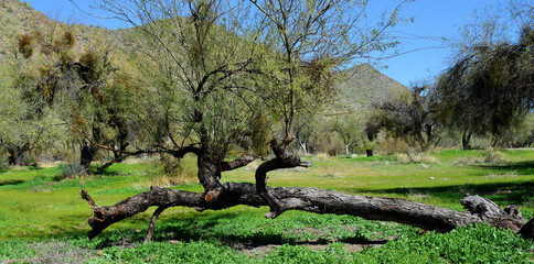 Salt River Recreation Area Arizona