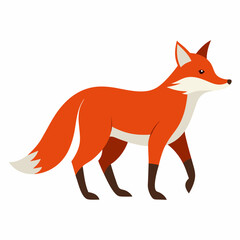 Obraz premium red fox isolated on white