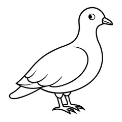 white dove isolated on white