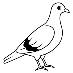 illustration of a pigeon
