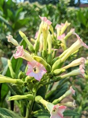 A close-up of delicate pink tobacco flowers in bloom, showcasing their intricate petals and vibrant color against a lush green background.