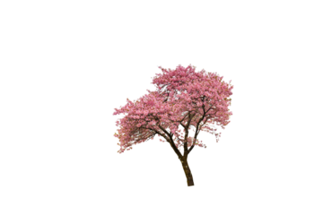 Cherry blossoms in full bloom with transparent background.