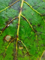 green leaf texture