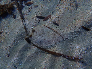 Wide-eyed flounder (Bothus podas) undersea, Aegean Sea, Greece, Syros island, Azolimnos beach