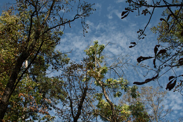 Crowns of trees on the background of blue sky