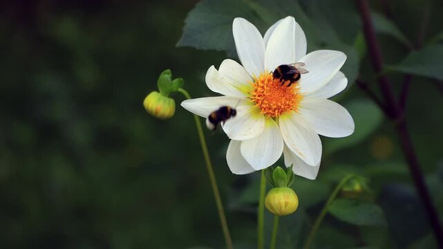 A Close-Up Of Two Bumblebees Pollinating A White Flower In A Natural Garden Setting, Highlighting Pollination And Biodiversity.