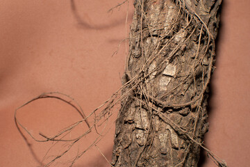 The trunk of a pine tree on brown background