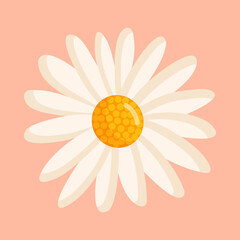 Chamomile flower. Botanical vector isolated illustration for postcard, poster, ad, decor, fabric and other uses.