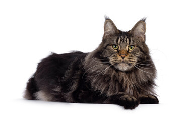 Obraz premium Majestic black tabby Maine Coon cat laying side ways on edge. Looking towards camera with greenish eyes. Isolated on a white background.