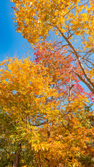 Magnificent autumn landscapes in the Canadian countryside in the province of Quebec