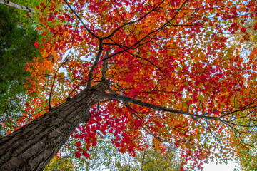 Magnificent autumn landscapes in the Canadian countryside in the province of Quebec