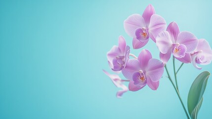 Fototapeta premium Pink orchid flowers on a blue background.