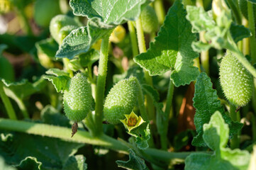 Ecballium elaterium or Squirting cucumber