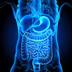 medical image of the digestive tract, stomach and intestines, blue image