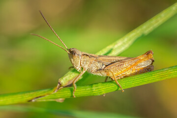 Meadow grasshopper, grasshopper..