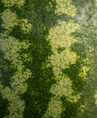 Close-up of a green and white watermelon rind showing texture