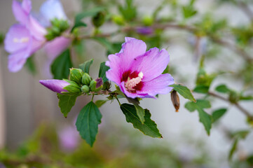 Hibiscus Syriacus (Rose of Sharon) growing in it's natural setting with foliage in the background.