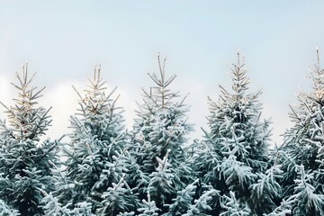 Obraz premium winter landscape with snow covered tree