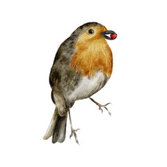 Bird watercolor isolated