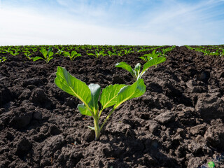 Young seedlings of green cabbage growing in a field of soil. Close up on sprouting agricultural brocli on a field at sunset.