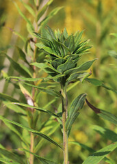 Close-up of the rosette-like cluster of leaves formed by the goldenrod bunch gall fly, Rhopalomyia solidaginis, at the top of the stem of a tall goldenrod, Solidago altissima. 