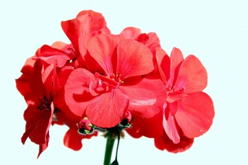 red hibiscus flower isolated