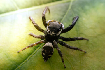 Spiders jumping on leaves. Captured with a close-up macro, the details of the little spider are displayed.