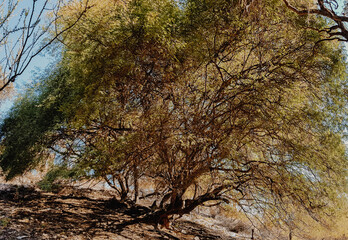 Bajo de Veliz, Province of San Luis, Argentina.