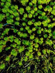 Water plant, vibrant green