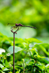Black-tailed Skimmer Dragonfly (Orthetrum cancellatum) in ponds and wetlands, commonly found across Europe and Asia