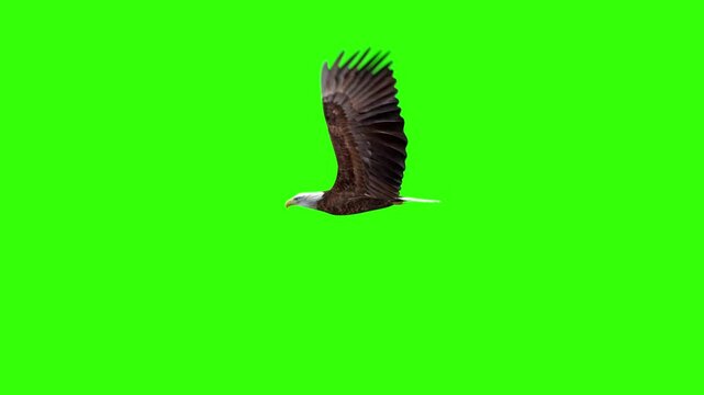 eagle in flight against green screen