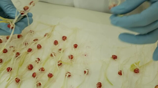 Laborat&oacute;rio Milho