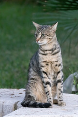 A Cat Sitting on a Stone Bench