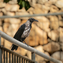 A Gray Crow on a Fence