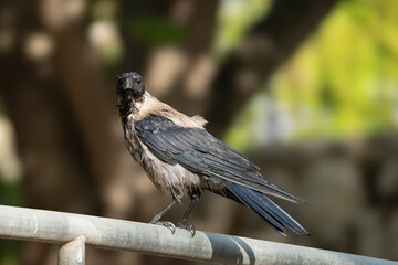 A Gray Crow on a Fence