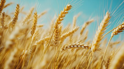 Fototapeta premium A close-up of ripe barley grains swaying in the wind, with a bright blue sky above.