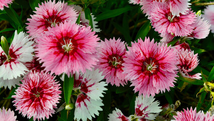 a close up of a bunch of pink flowers