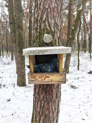 A pigeon sits in a homemade bird feeder hanging on a tree in a winter forest. Showed concern for birds and animals