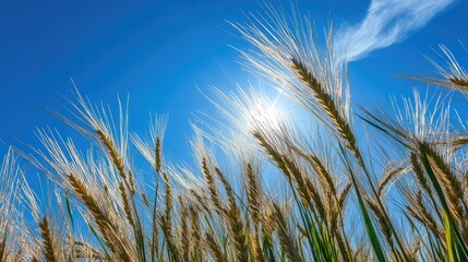 Obraz premium A close-up shot of barley grains swaying in the breeze under a bright blue sky.