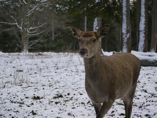 A deer in a snowy winter forest