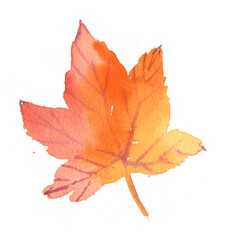 Autumn red-orange maple leaf, painted in watercolor. Bright maple leaf in autumn, isolated illustration. Hand-drawn leaves, autumn leaves