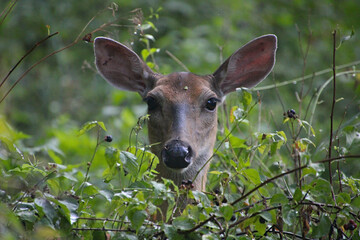 Closeup Portrait Photograph of a White Tailed Deer Doe