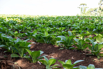 Tobacco plantation Nicotiana tabacum. Crop located in Brazil