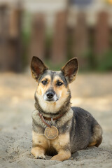 Mongrel dog of red color lies on its stomach on the grass, stretching its front paws forward. Spring...