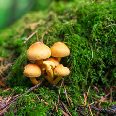 mushroom in the forest