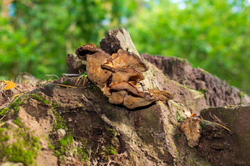 Mushroom on a fallen tree