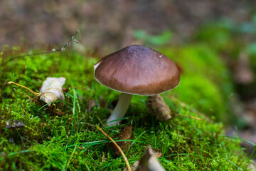 mushroom in the grass