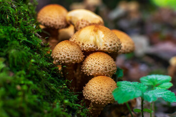 mushrooms in the forest