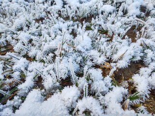 Nature under the snow during winter. Slovakia